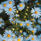 A5 Planner Organizer (6-Ring) | Celeste