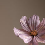 14 Inch Slimline Laptop Sleeve | Petal Creme