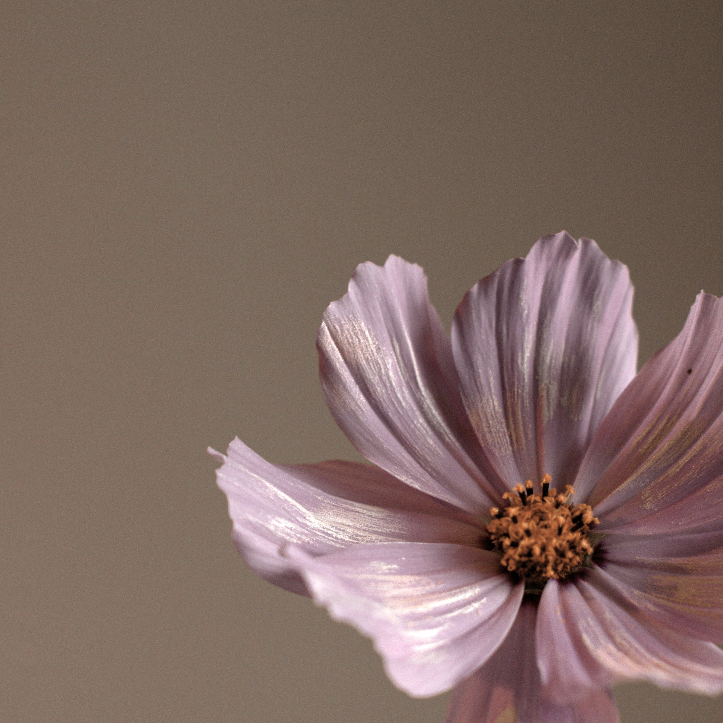 A5 Planner Organizer (6-Ring) | Petal Creme